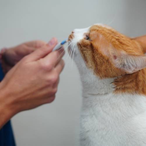 Visites veterinaries Cat Friendly - Montmeló Veterinaris