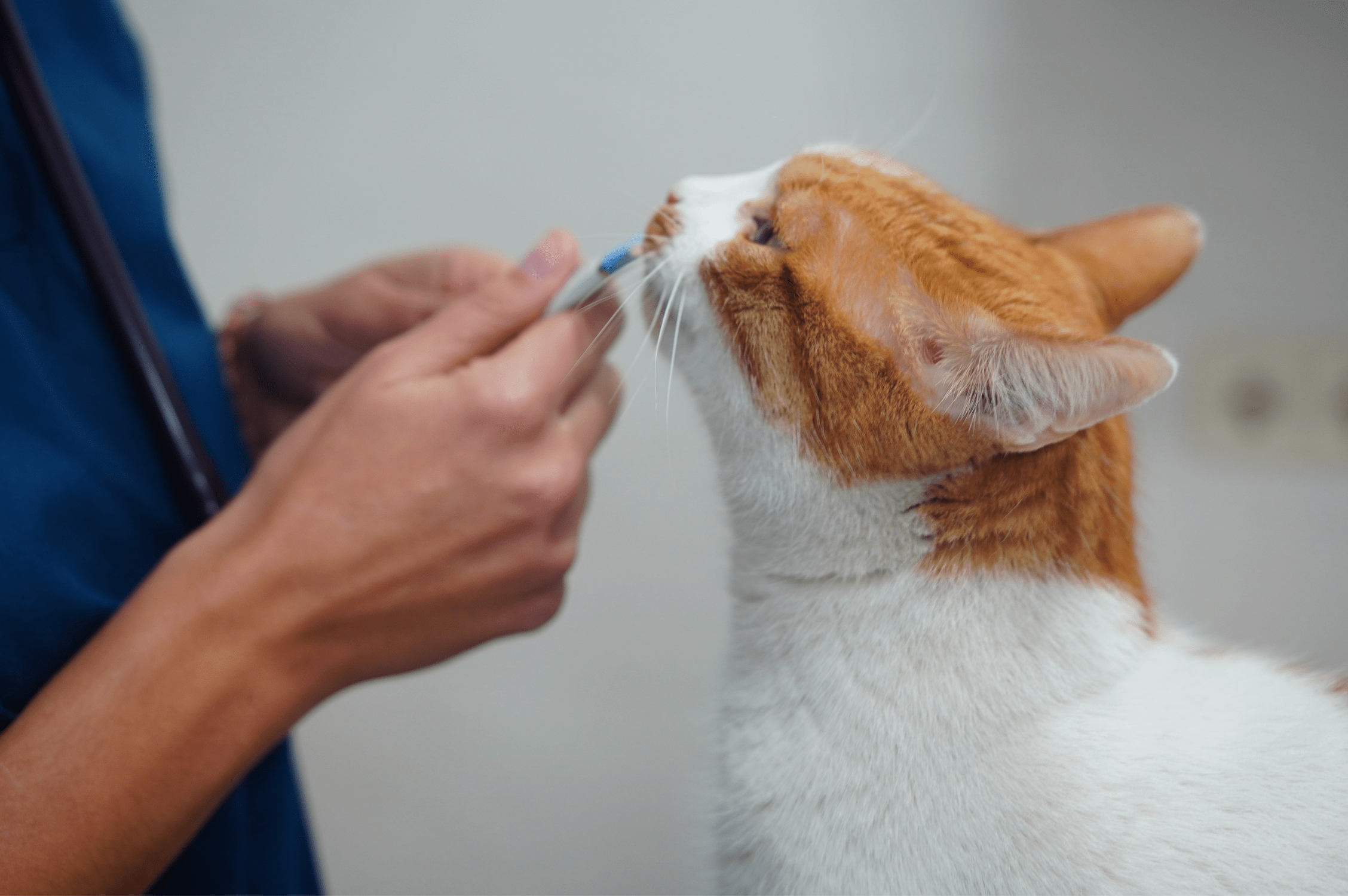 Visites veterinaries Cat Friendly - Montmeló Veterinaris