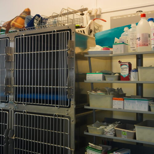 Explora les completament equipades instal·lacions de Montmeló Veterinaris, el lloc ideal per al benestar del teu gos o gat. Amb professionals especialitzats en veterinària canina i felina, sempre compromesos amb la salut dels animals.