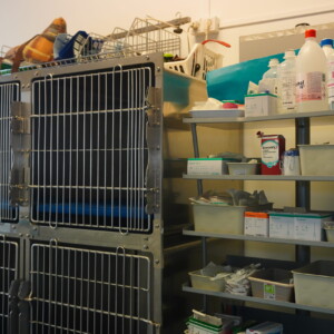 Explora les completament equipades instal·lacions de Montmeló Veterinaris, el lloc ideal per al benestar del teu gos o gat. Amb professionals especialitzats en veterinària canina i felina, sempre compromesos amb la salut dels animals. Explora les completament equipades instal·lacions de Montmeló Veterinaris, el lloc ideal per al benestar del teu gos o gat. Amb professionals especialitzats en veterinària canina i felina, sempre compromesos amb la salut dels animals.