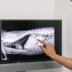 Montmeló Veterinaris ofereix una àmplia gamma de serveis veterinàris, incloent analítiques completes, cirurgia, radiografies, assessorament nutricional i més. Amb professionals dedicats i instal·lacions de primera classe, els teus animals estan en bones mans. Visita'ns avui mateix! Montmeló Veterinaris ofereix una àmplia gamma de serveis veterinàris, incloent analítiques completes, cirurgia, radiografies, assessorament nutricional i més. Amb professionals dedicats i instal·lacions de primera classe, els teus animals estan en bones mans. Visita'ns avui mateix!