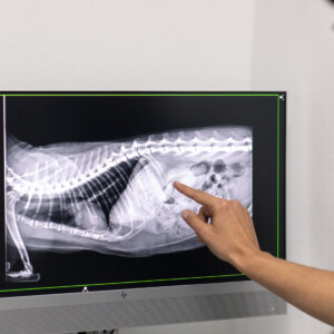 Montmeló Veterinaris ofereix una àmplia gamma de serveis veterinàris, incloent analítiques completes, cirurgia, radiografies, assessorament nutricional i més. Amb professionals dedicats i instal·lacions de primera classe, els teus animals estan en bones mans. Visita'ns avui mateix! Montmeló Veterinaris ofereix una àmplia gamma de serveis veterinàris, incloent analítiques completes, cirurgia, radiografies, assessorament nutricional i més. Amb professionals dedicats i instal·lacions de primera classe, els teus animals estan en bones mans. Visita'ns avui mateix!